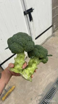 Sprzedam brokuł pałka 500+
