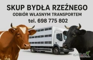 Kupimy bydło rzeźne.

