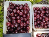 Witam sprzedam wiśnie SABINA w trakcie zbioru 