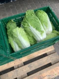 Sprzedam kapustę pekińską kaliber 1-1,8kg,  kapusta zielona nie biała 
