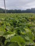 Sprzedam rabarbar lider ilość około 10-15 ton 