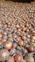Sprzedam cebule 60+ | Duży Kaliber | Derek | Zdrowa | Obieranie |