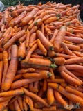 Sprzedam marchew odpadową duze ilosci . Cena 50 zl za sztuke . Wiecej infmoracji pod numerem telefonu 789266288