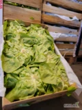 Sałata 12 szt. masłowa Belgia - świeża dostawa
