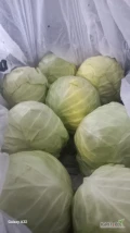 Sprzedam kapustę młodą 