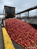 Kupię jabłko przemysłowe, każda ilość. Ilości całopojazdowe odbieramy z miejsca.