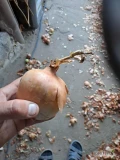 Sprzedam cebule wiosenny siew Kaliber 7+
