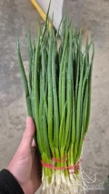 Sprzedam cebulę ze szczypiorem i szczypior oraz natke młoda z korzonkiem