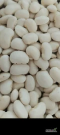 Sprzedam fasolę białą Jaś karłowy. Fasola polska, zbiór 2024, bez plam i zanieczyszczeń. Ilości samochodowe.