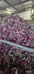 Cebula czerwona na pakowanie 1klasa 65%6+ i obieranie 2ga klasa 75%6+,fazor, zdrowa, twarda, mocna czysta łuska. Luz na wywrotce, import,...