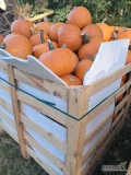 Sprzedam dynie typu Halloween. Odmiana spitfire i Gomez. Kaliber od 3 kg do 8 kg. Ilość około 20 ton. Sposób pakowania do uzgodnienia. 