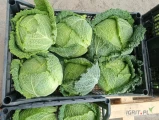 Sprzedam kapustę włoską ilości paletowe 