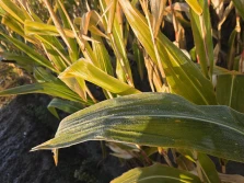 Termin zbioru kukurydzy kiszonkowej w 2025 roku