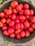 Pomidor Lima.Świeżo rwany , może leżeć nawet tydzien i nic mu nie bedzie.Cena od negocjacji okolice 2.40/kg.
