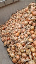 Cebula ŻÓŁTA na worek i do obierania.65%-75%6+ Ilości tirowe, import, dostawa do klienta w całej Polsce. Towar gruby 65-75%6mm+. Co...