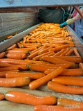 Witam sprzedam marchew myta,  kaliber handlowy  worek szyty. 
