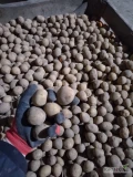 Sprzedam drobne ziemniaki paszowe, Gala 35-45 około 25 ton .