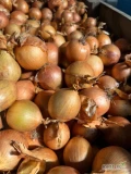 Sprzedam cebulę żółtą worek 10/15 kg bigbag kaliber 4/5-5/7-7+ cebula  fazorowana