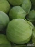 Sprzedam kapustę białą marketowa odmiany zimowe kaliber 1-3,5kg