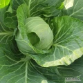 Sprzedam kapuste młodą 6 lub 8 cena I opakowanie do uzgodnienia więcej pod nr telefonu 