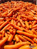 Sprzedam świeże odsorty marchwi 