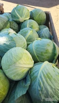 Sprzedam kapuste biała idealna na kiszenie 