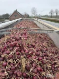 Cebula CZERWONA na worek i do obierania. Ilości tirowe, import, dostawa do klienta w całej Polsce. 60%6mm+. Co tydzień nowe oferty do...