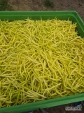 Sprzedam fasolkę szparagowa duże ilości  więcej informacji pod numerem  510408439