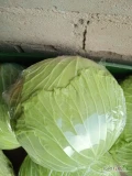 Sprzedam kapustę płaską gołąbkową od 1-3 kg ilości paletowe 