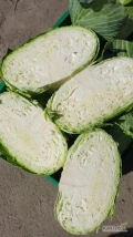 Kapusta płaska 1-4kg towar czysty zdrowy 60gr/kg luz, ilości paletowe i tirowe