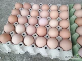 Sprzedam jaja ściółkowe M. Jasno kremowa skorupa, karmione własną paszą.