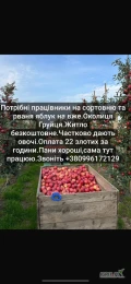 Przyjmę do pracy na sortowni jabłek praca na taśmach sortownia ogrzewana stawka 22zl

