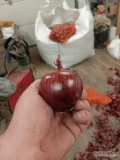 Witam sprzedam cebule czerwona odmiany holenderskiej posiadam około tony wiencej informacji pod nr tel 783800584