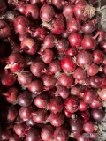 Witam sprzedam cebulę czerwoną z siewu wiosennego.Mozliwosc uszykowania w worku big Bag lub małe woreczki po 5-10-15 kg.