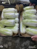 Sprzedam kapustę pekińską .Ładna zielona , czysta w środku , wagowo od 0,5-1.8 kg. Duże ilości handlowe , 