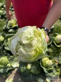 Sprzedam kapustę białą na przemysł. 30% popękanych główek jak na zdjęciach. Cena do uzgodnienia