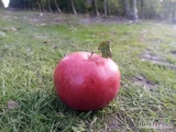 Sprzedam Jabłka CHAMPION dla przetwórstwa  - wysokiej jakości, ilość paletowa, prosto ze zbioru 