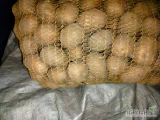 Sprzedam ziemniaki wielkość sadzeniaka zdrowe z badaniami 30-50mm rok po centrali. Szykowane na zamówienie.  