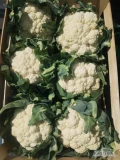 Sprzedam kalafiora 6. &  8  ilości paletowe opakowanie do uzg .ok proszowic 