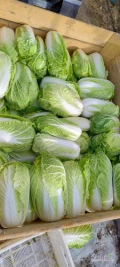 Witam. Sprzedam kapustę pekińską waga od 0.7do 3.5 kg. Sandomierz . Więcej informacji pod numerem 534468517