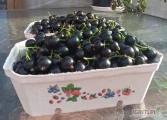 Sprzedam czarną porzeczkę. Plantacja młoda, ładna , gruby owoc . Rwiemy na zamówienia w pojemniki 500g lub 250g jak kto wymaga....