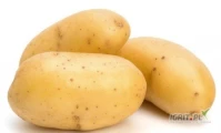 Fresh Golden Yellow Potatoes ,Organic Fresh Potatoes High Quality White potato