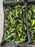 Sprzedam ogórki świeże korniszony kaliber 6-9, 9-12, lub miks pół auta 6-9 / pół auta 9-12. Ogórek świeży, bezpośrednie dostawy,...