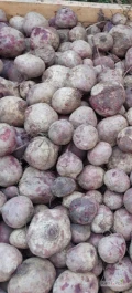 Sprzedam buraczka odmiana Wodan. Ilości 150 ton. Ładnie wybarwiony. Kaliber 5+. Przechowywany w skrzyniopaletach. Możliwy transport....