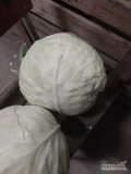 Sprzedam kapustę biała na przemysł novoton 
