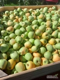 Sprzedam jabłko w skrzyni - Golden, cena do uzgodnienia.  691 950 258