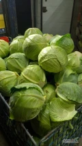 Sprzedam kapuste białą jakość market bez wciornastka może być w liściu ochronnym wiecej informacji 505 057 083 
