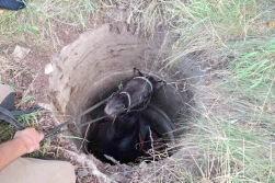 Strażacy uratowali konia, który wpadł do studni