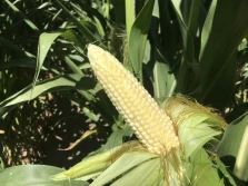 Skarlała kukurydza – kondycja plantacji w połowie lata