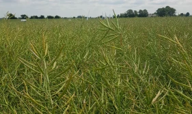 Credit Agricole: większa produkcja, ale i zużycie rzepaku przełoży się na ceny